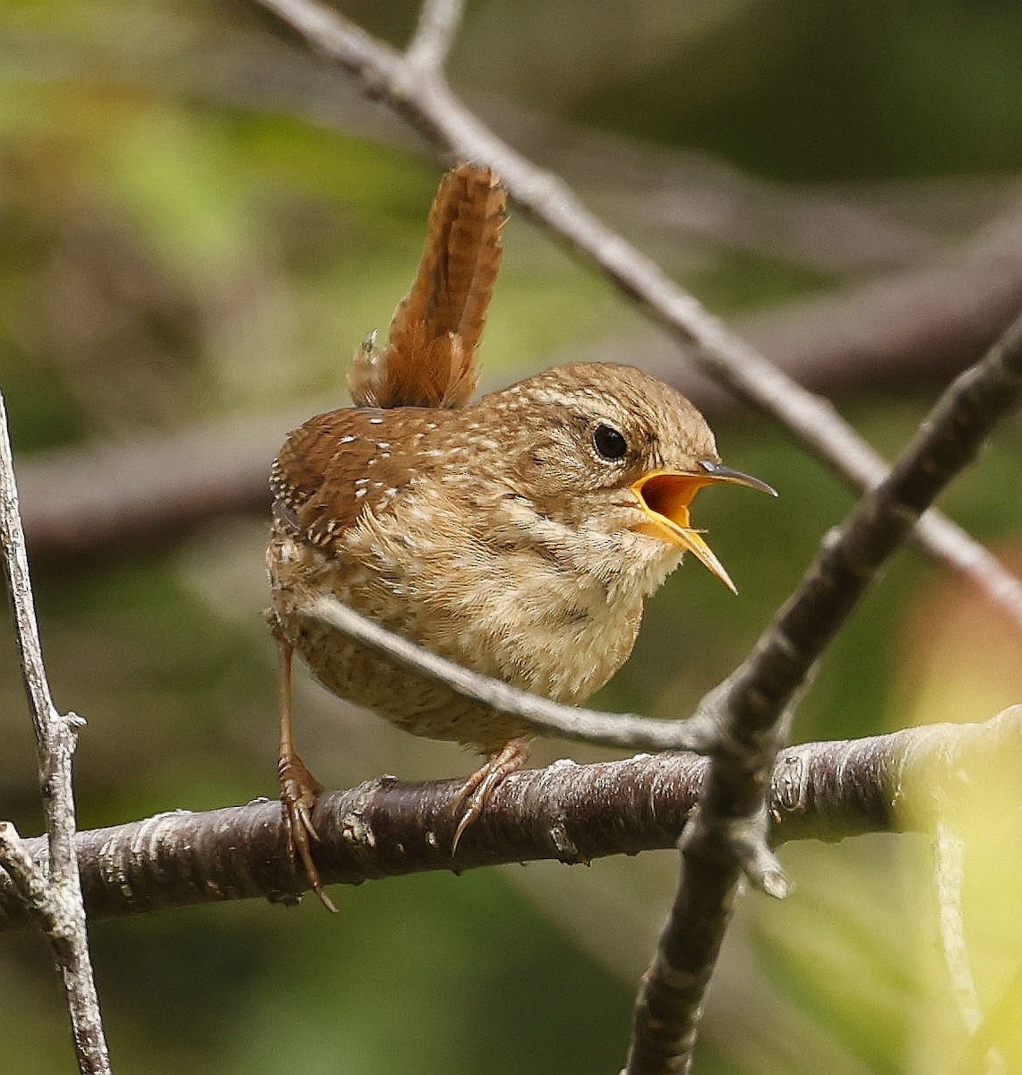 Winter Wren - ML620825024