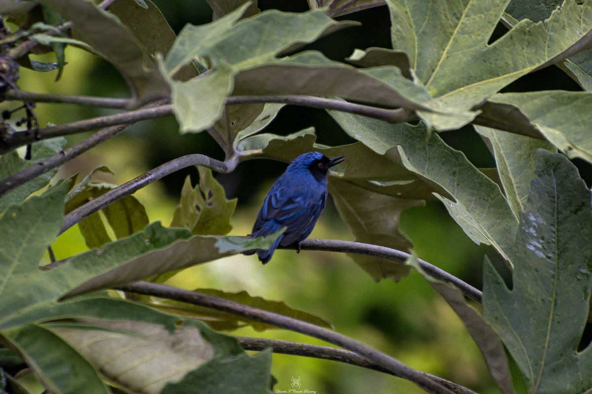 Masked Flowerpiercer - ML620825028