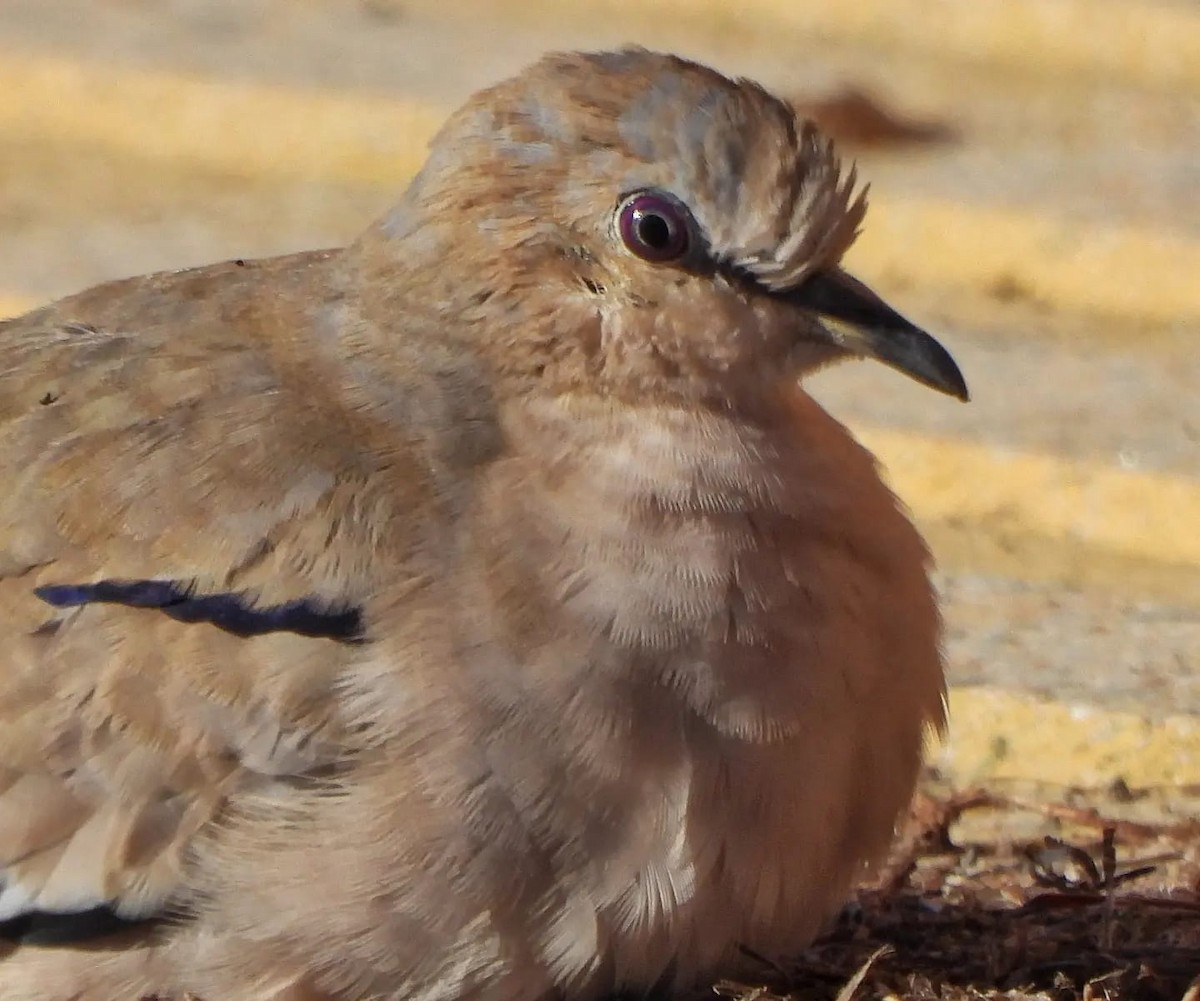 Picui Ground Dove - ML620825029