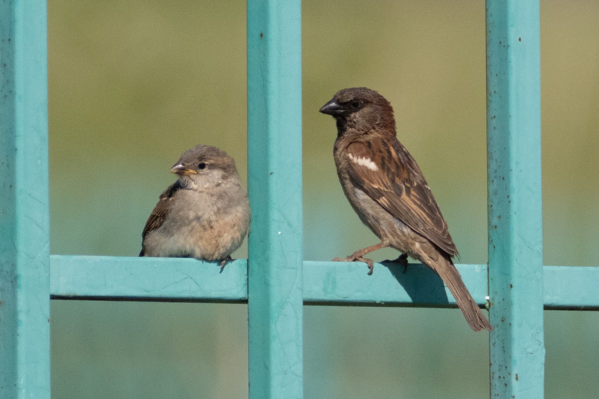 House Sparrow - Fran Kim