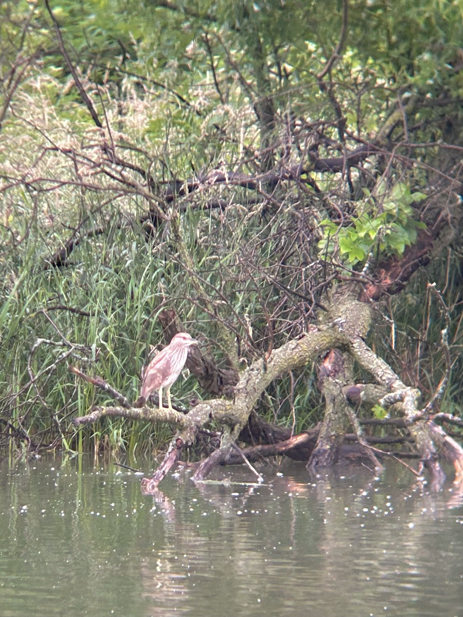 Black-crowned Night Heron - ML620825032