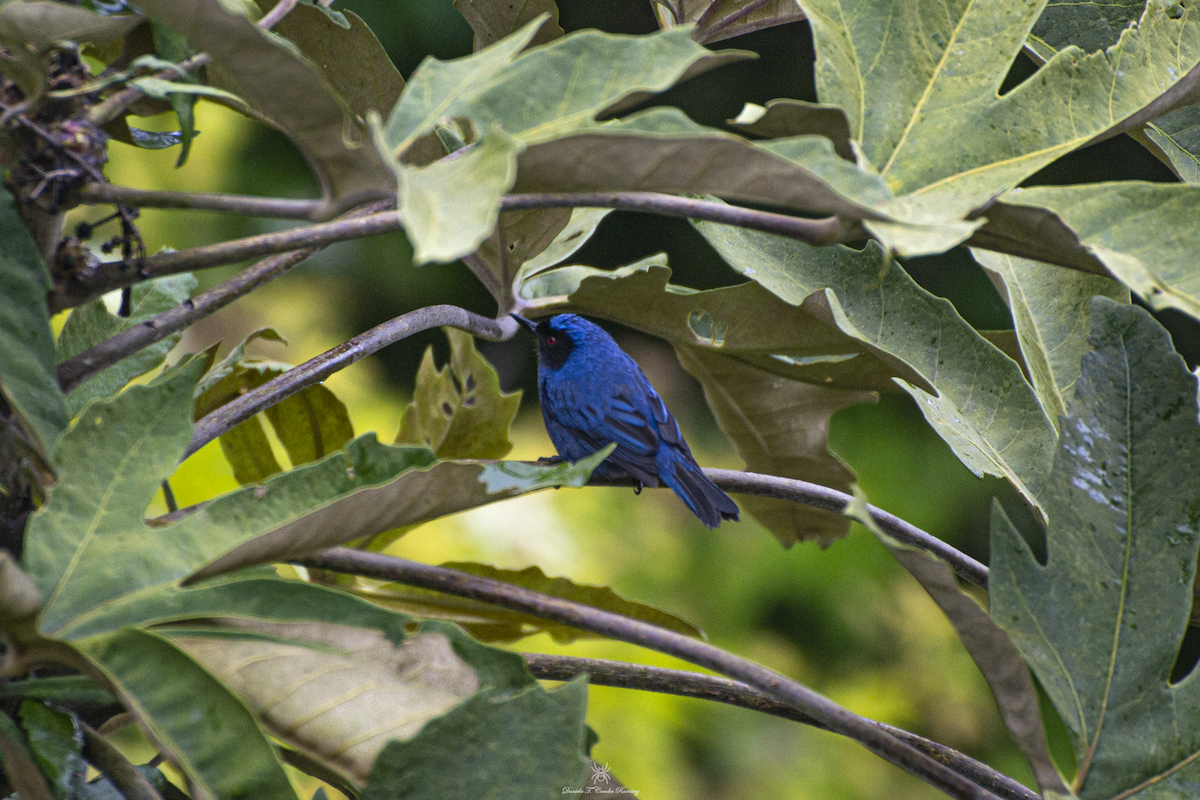 Masked Flowerpiercer - ML620825038