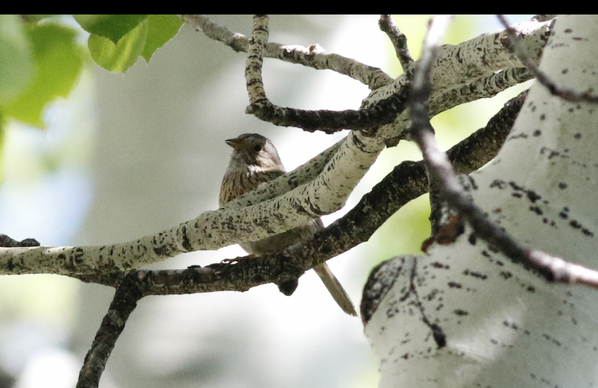 Lincoln's Sparrow - ML620825039