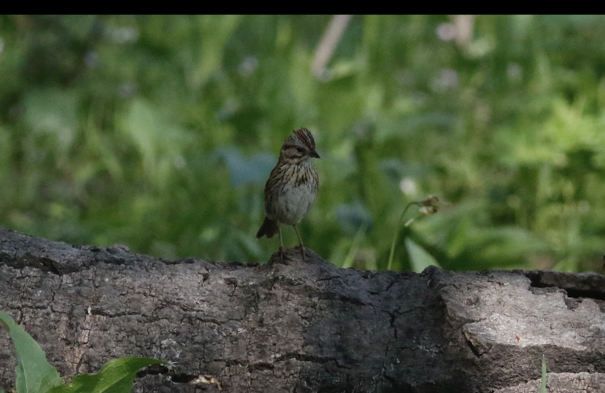 Lincoln's Sparrow - ML620825042