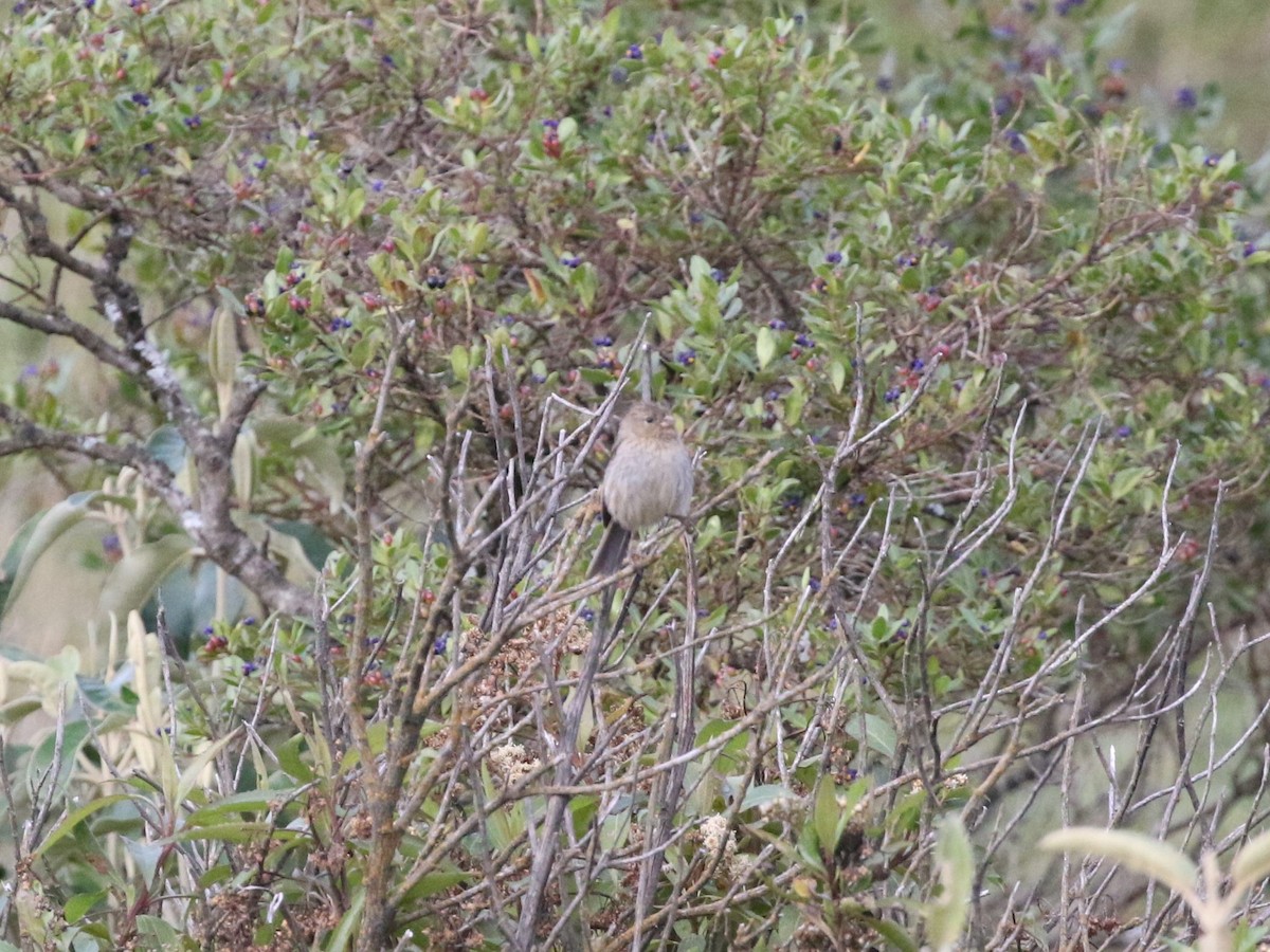 Plain-colored Seedeater - Menachem Goldstein