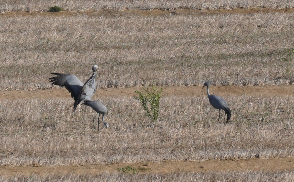 Blue Crane - ML620825045