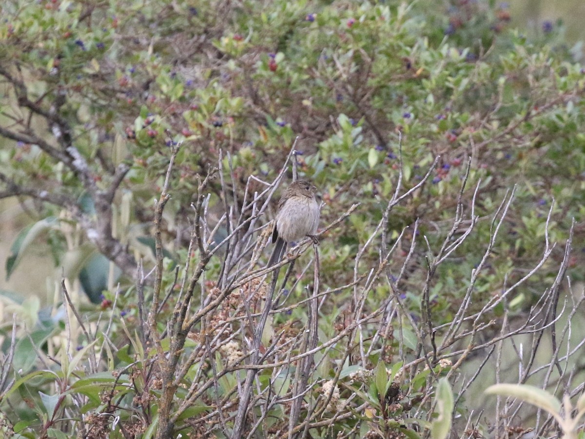 Plain-colored Seedeater - ML620825046