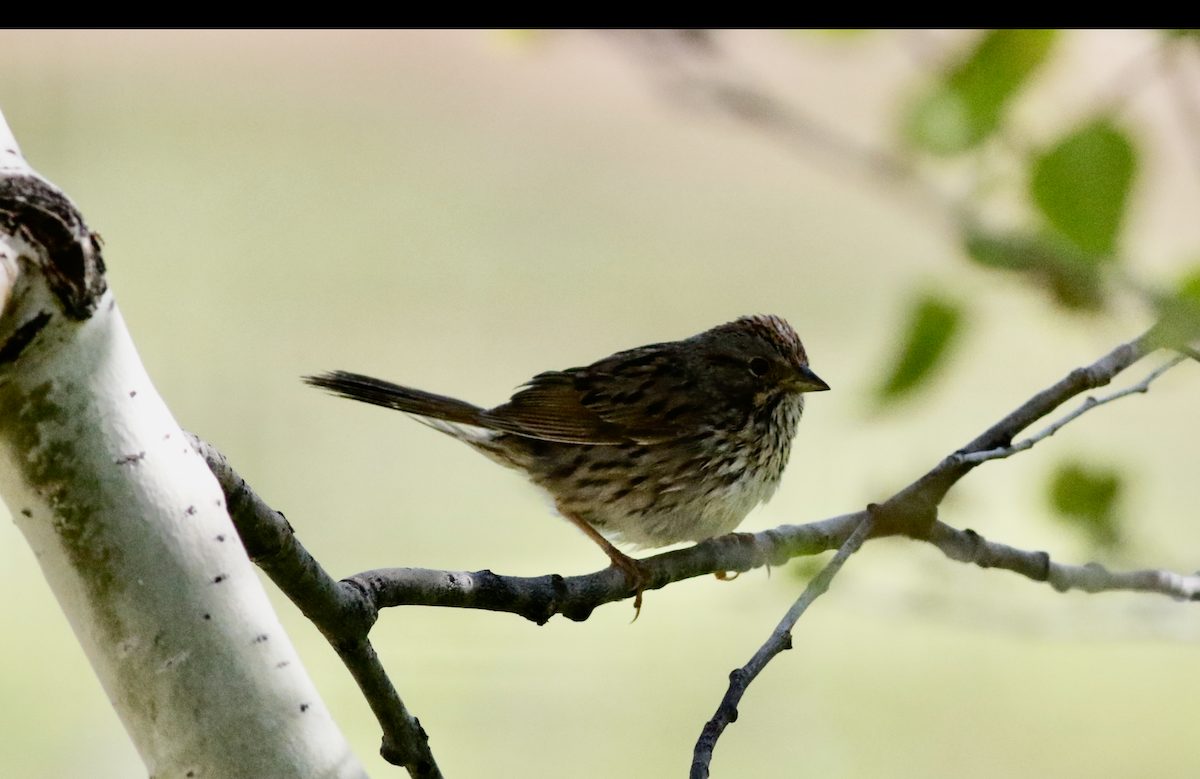 Lincoln's Sparrow - ML620825047