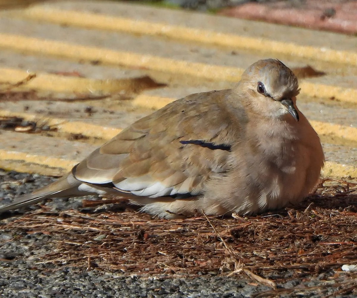 Picui Ground Dove - ML620825049