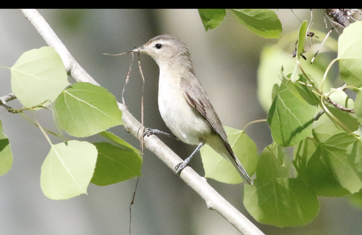 Warbling Vireo - ML620825051