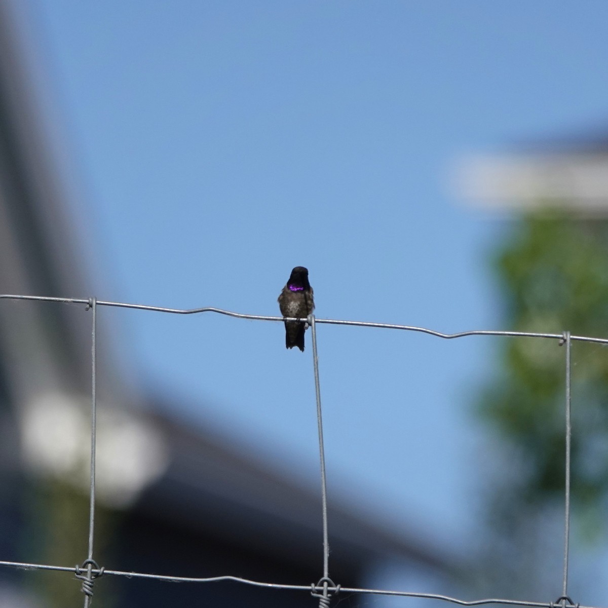 Black-chinned Hummingbird - ML620825052