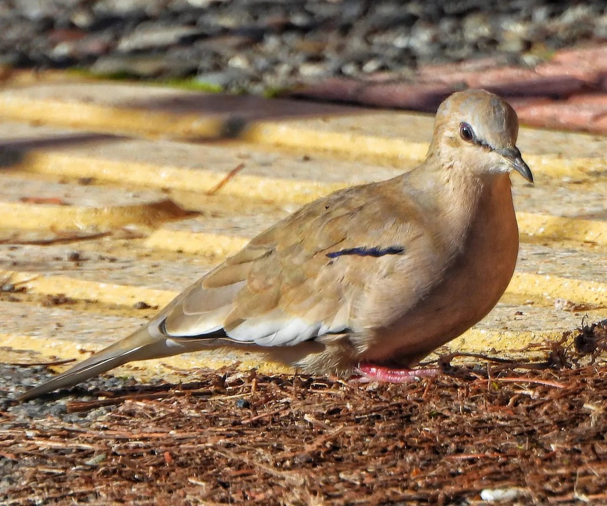 Picui Ground Dove - ML620825053