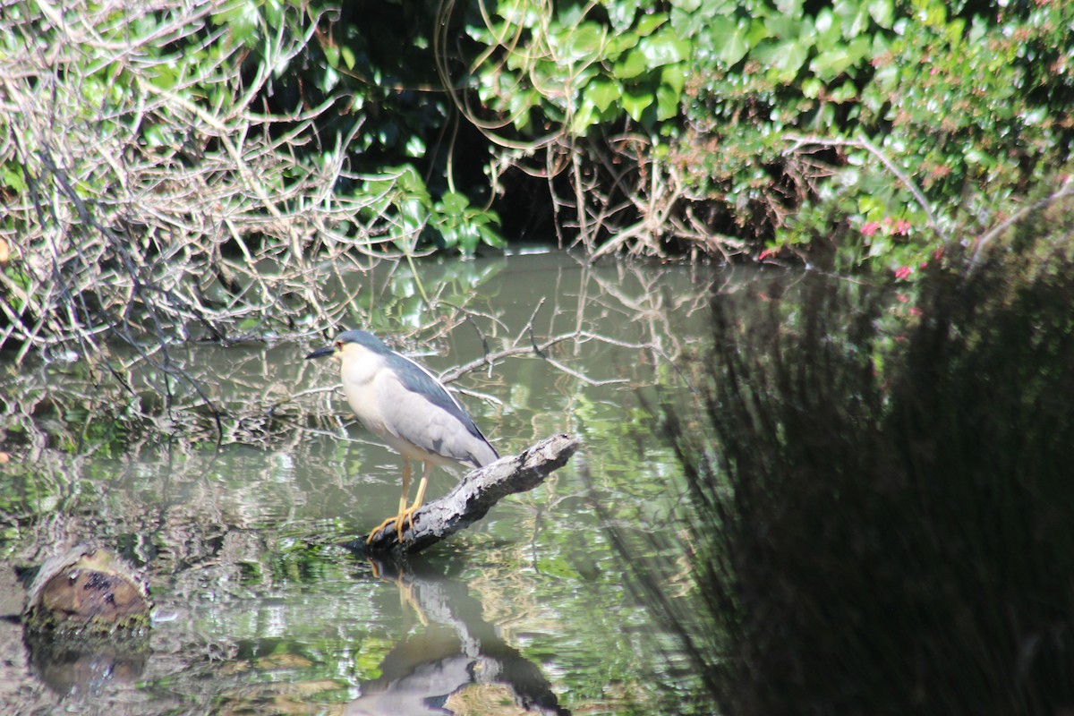 Black-crowned Night Heron - ML620825054