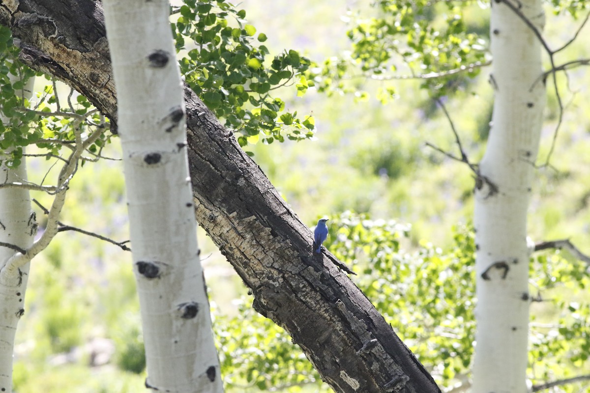 Mountain Bluebird - ML620825055