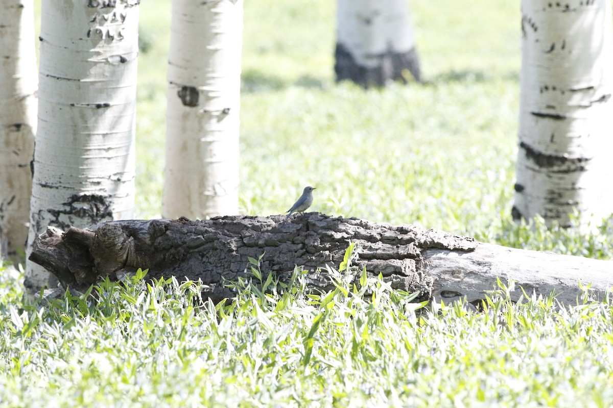 Mountain Bluebird - ML620825056