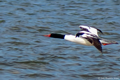 Common Merganser - ML620825060