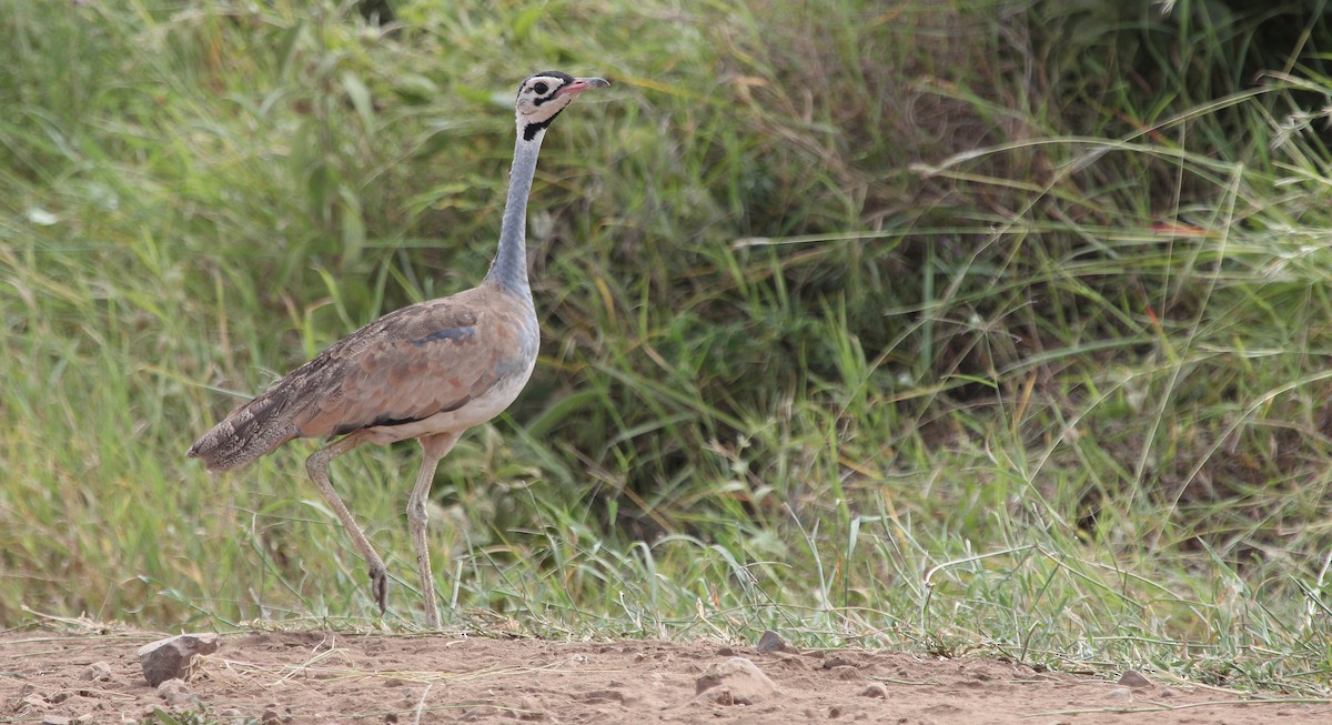 White-bellied Bustard (White-bellied) - ML620825063