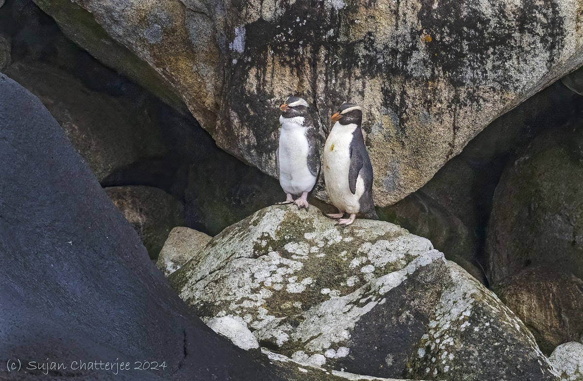 Fiordland Penguin - ML620825064