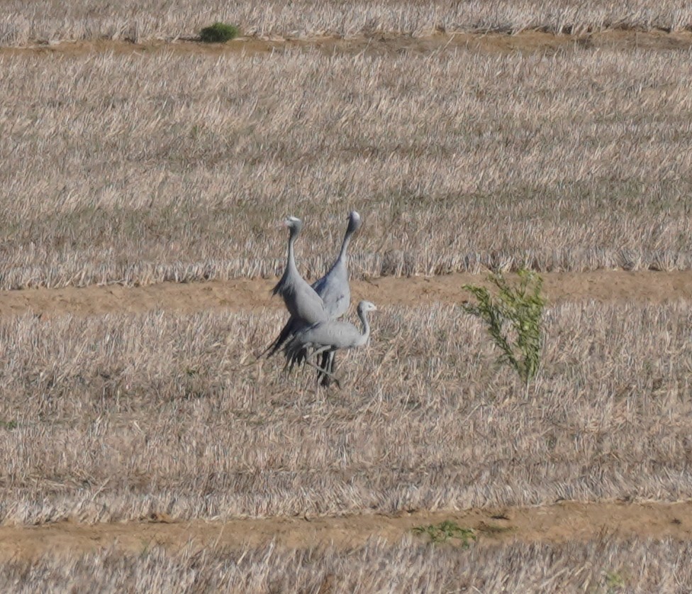 Blue Crane - ML620825065