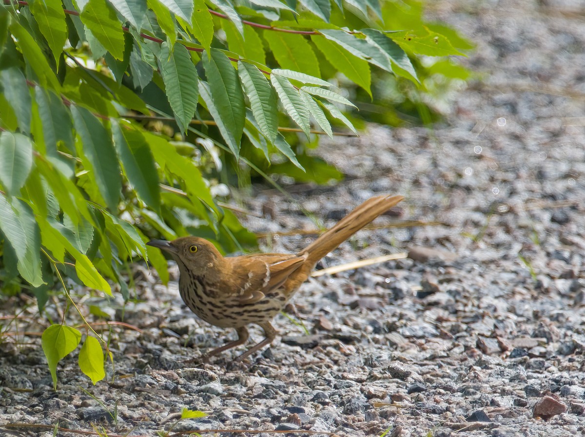 Brown Thrasher - ML620825066