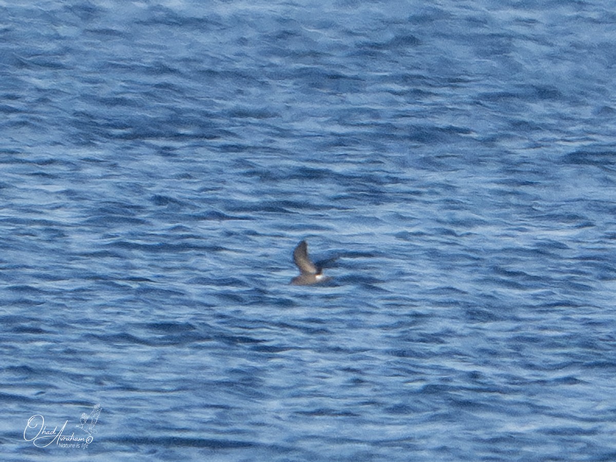 Leach's Storm-Petrel (Leach's) - ML620825067