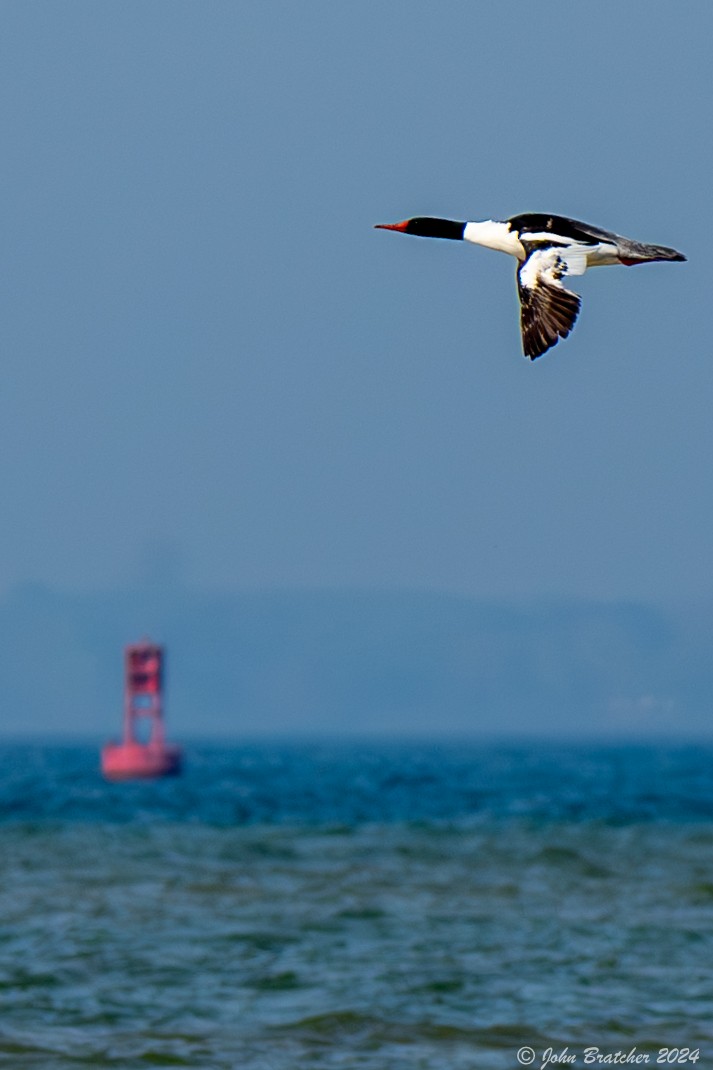 Common Merganser - ML620825068