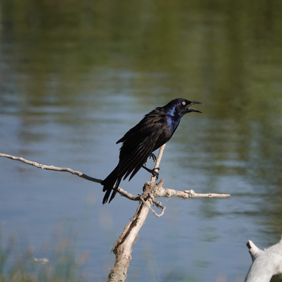 Common Grackle - ML620825071