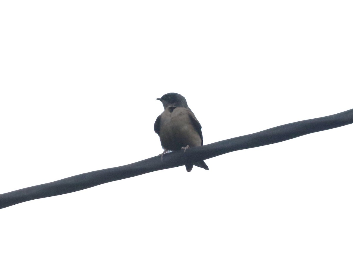 Brown-bellied Swallow - ML620825075