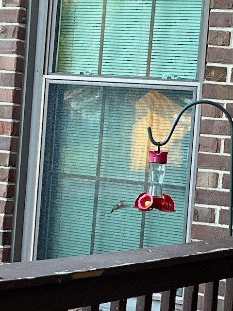 Ruby-throated Hummingbird - ML620825078