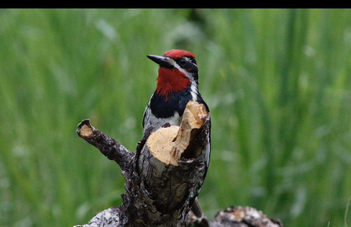 Red-naped Sapsucker - ML620825091