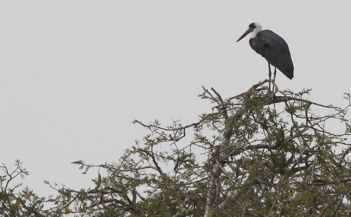 African Woolly-necked Stork - ML620825092
