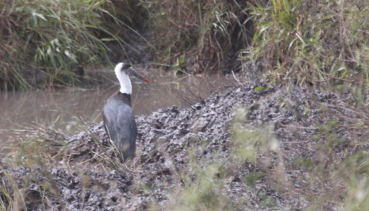 African Woolly-necked Stork - ML620825093