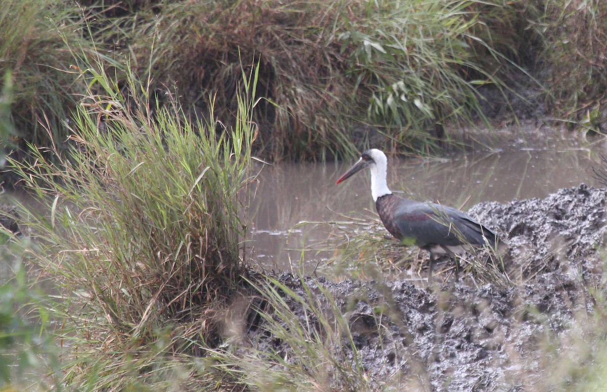 African Woolly-necked Stork - ML620825094