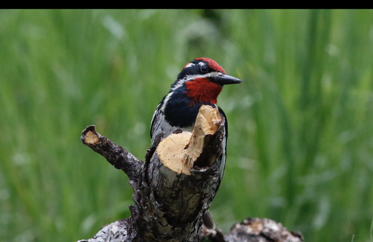 Red-naped Sapsucker - ML620825095