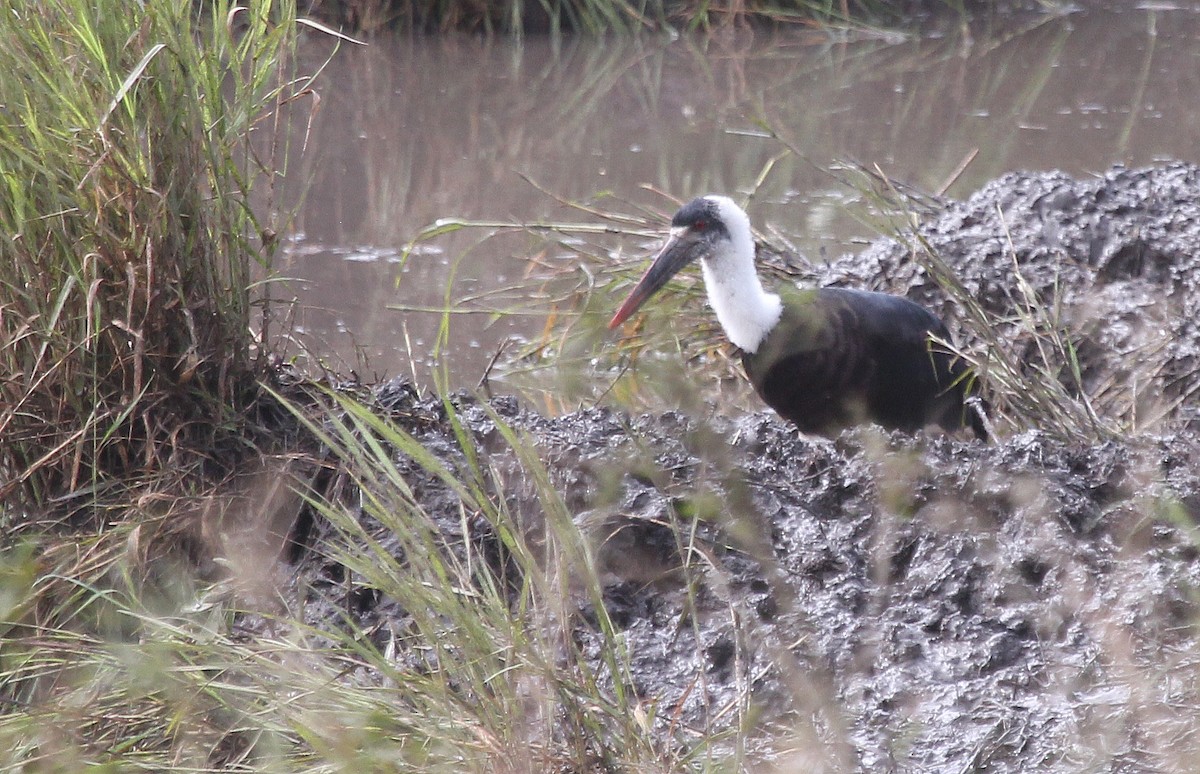 African Woolly-necked Stork - ML620825098