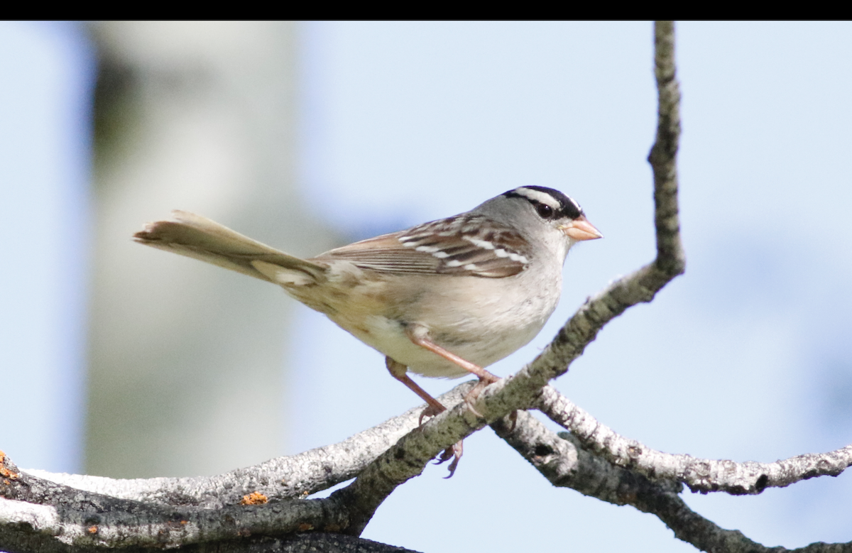 Bruant à couronne blanche (oriantha) - ML620825102