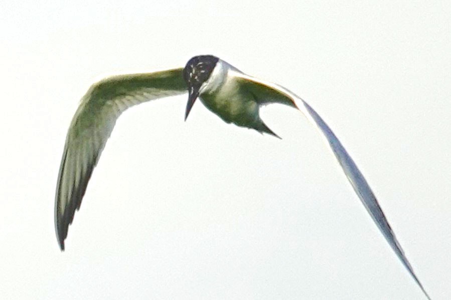 Gull-billed Tern - ML620825103