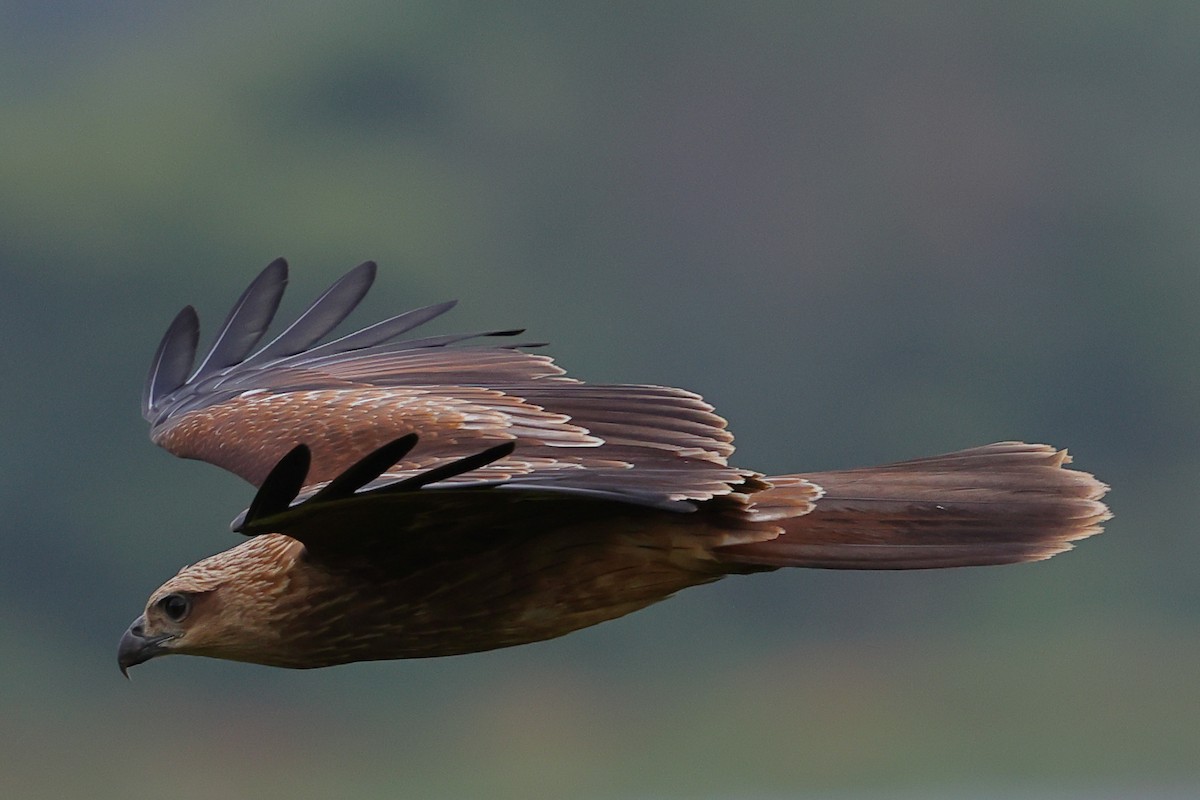 Brahminy Kite - ML620825104