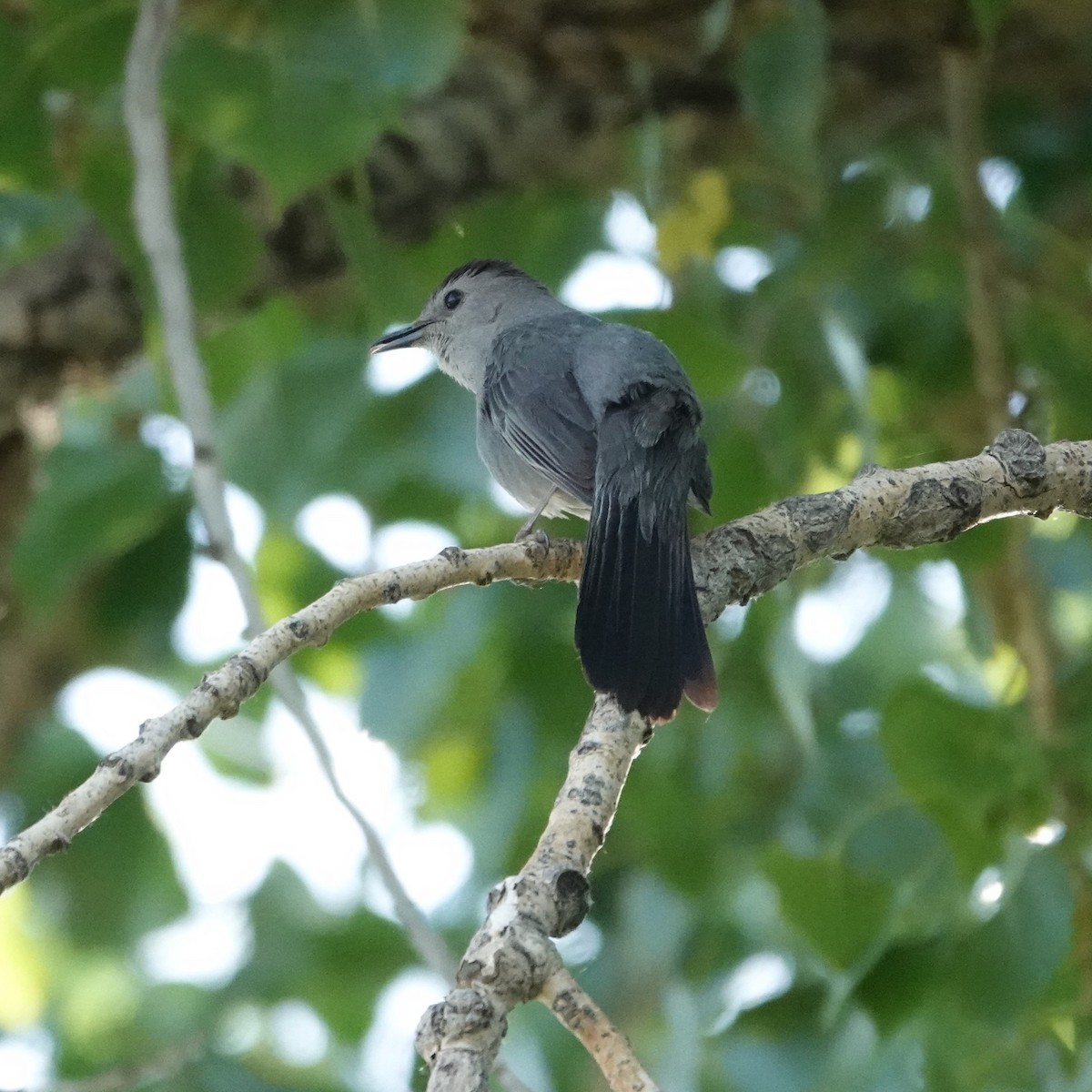 Gray Catbird - ML620825106