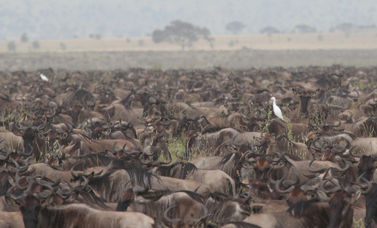 Western Cattle Egret - ML620825109