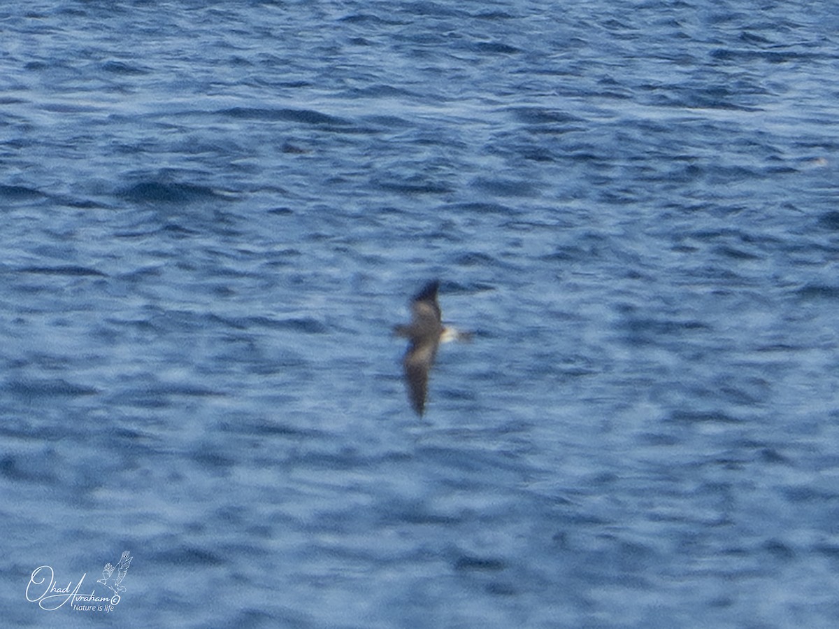 Leach's Storm-Petrel (Leach's) - ML620825110