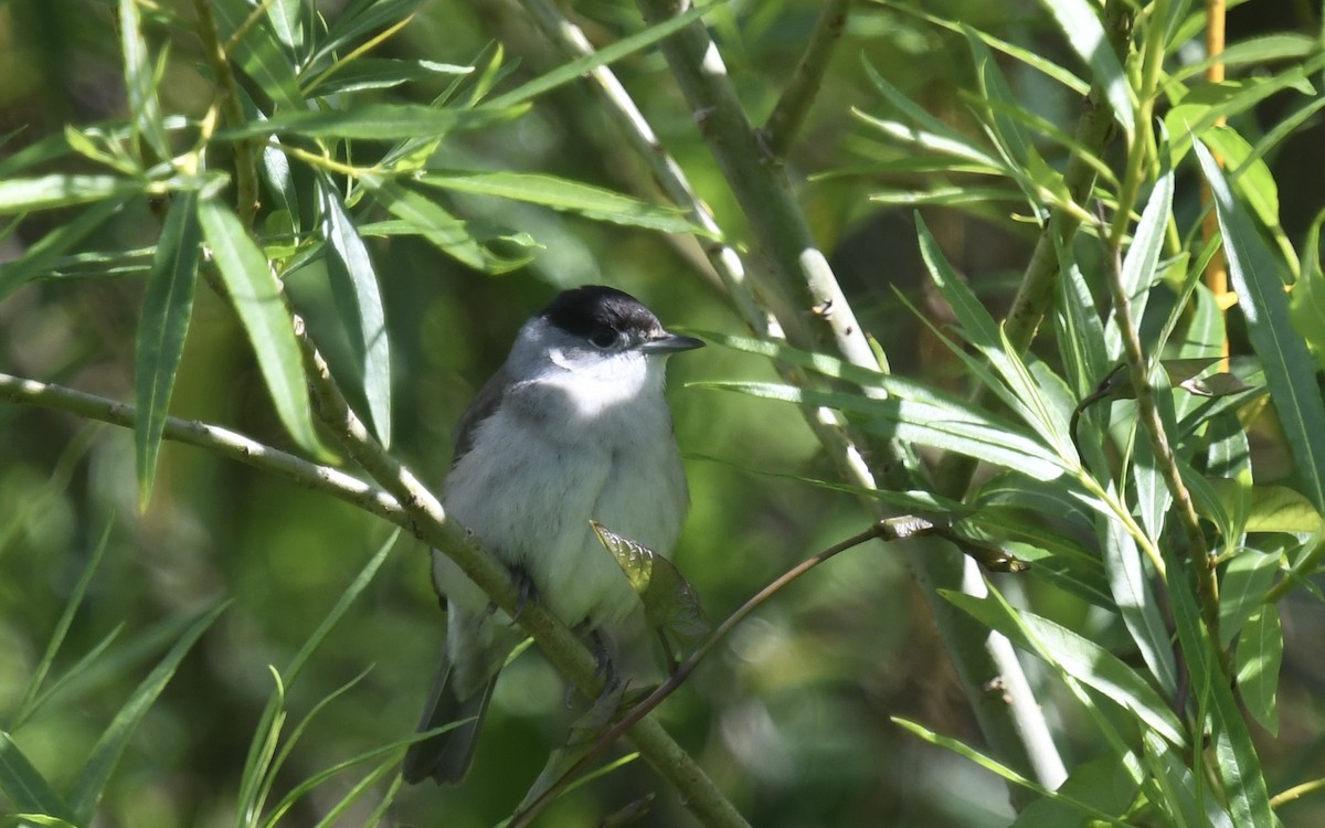 Eurasian Blackcap - ML620825112