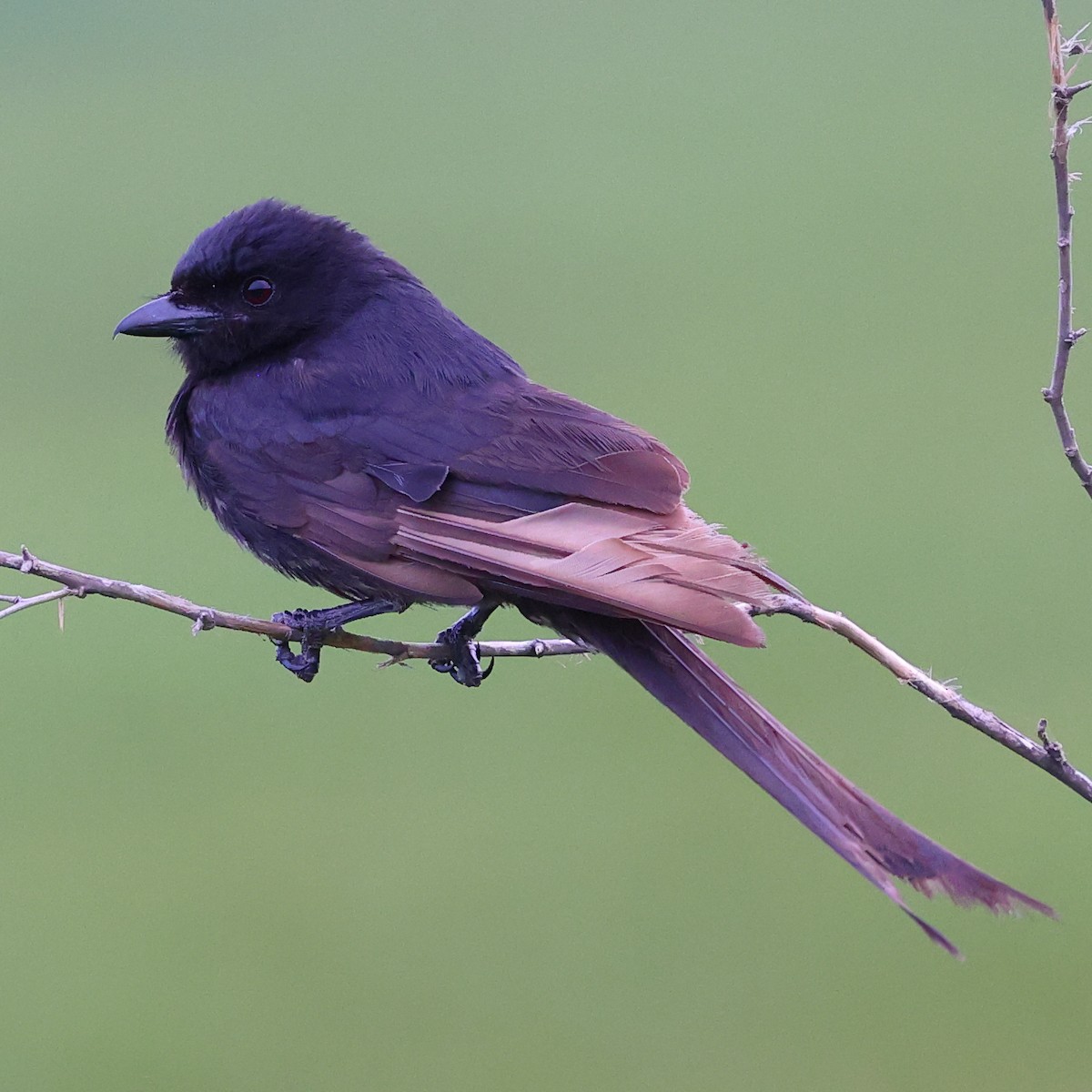 Black Drongo - ML620825113