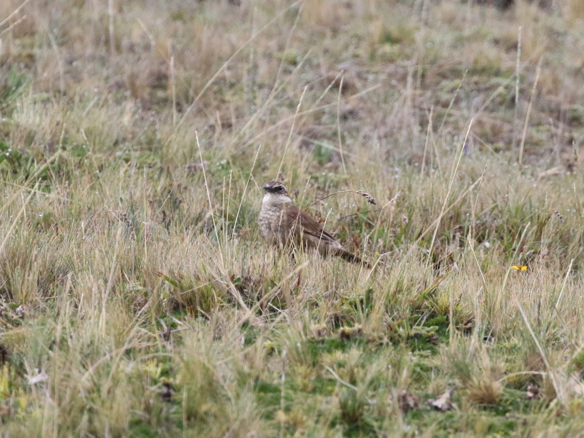 Stout-billed Cinclodes - Menachem Goldstein