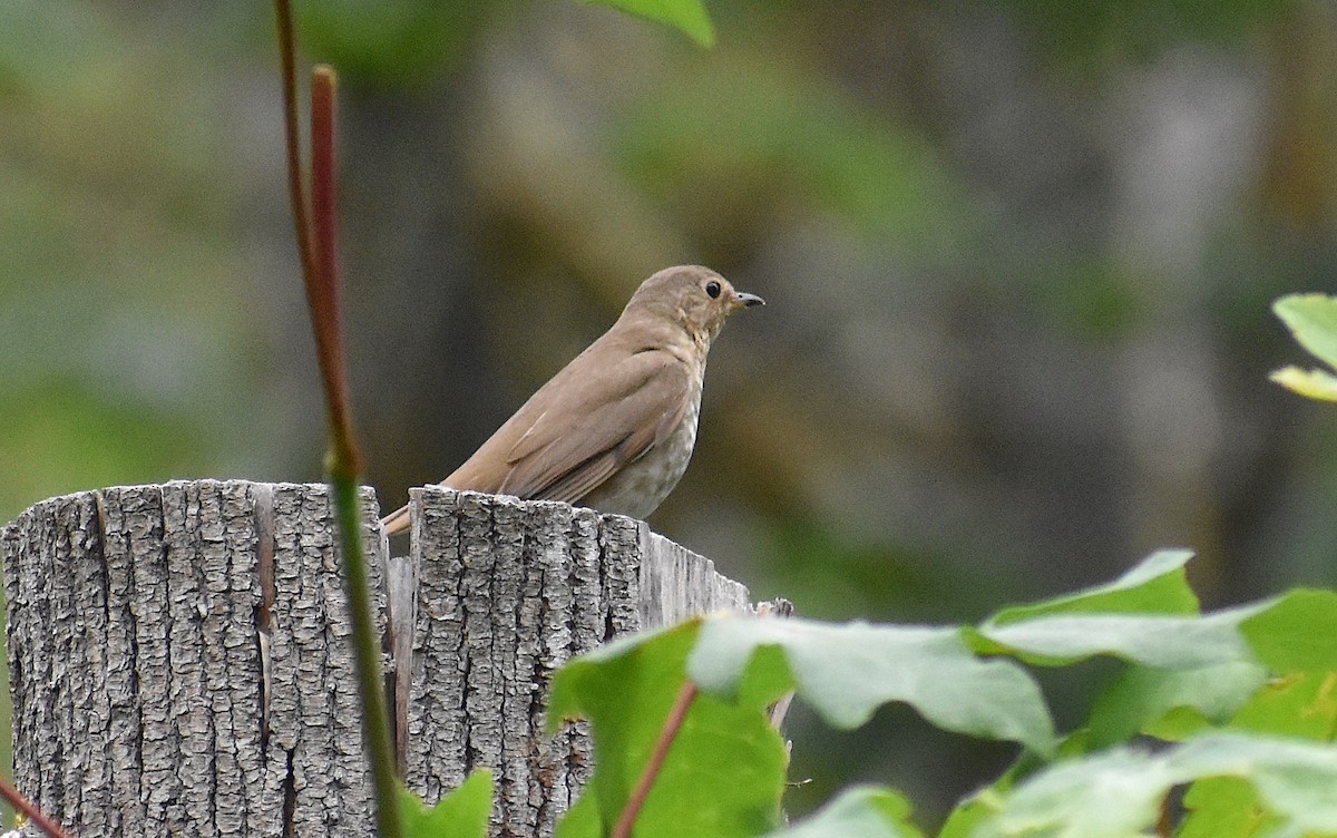 Swainson's Thrush - ML620825115