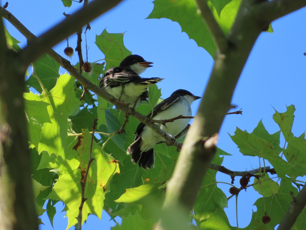 Eastern Kingbird - ML620825116