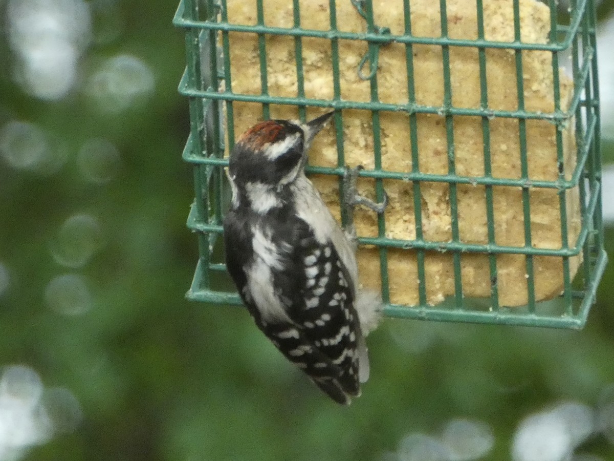 Downy Woodpecker - ML620825119