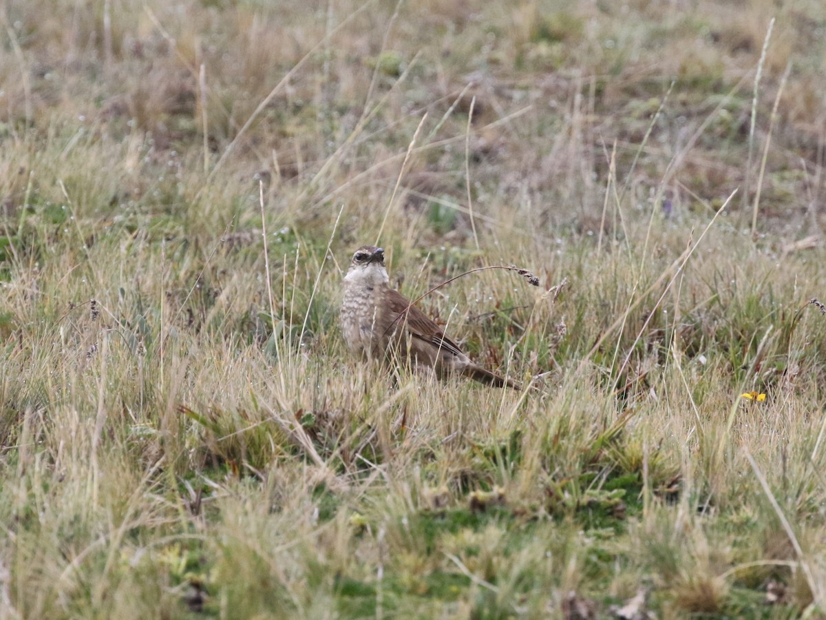 Stout-billed Cinclodes - ML620825120