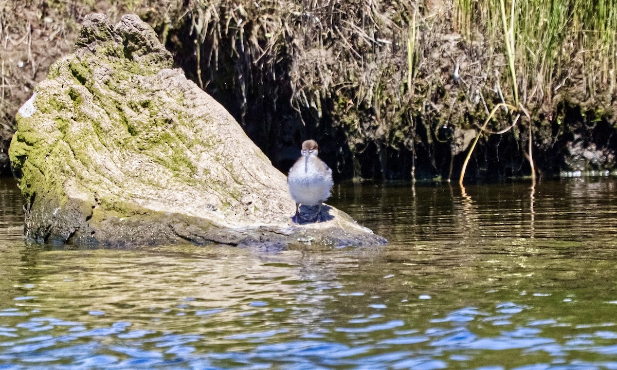 Common Merganser - ML620825122