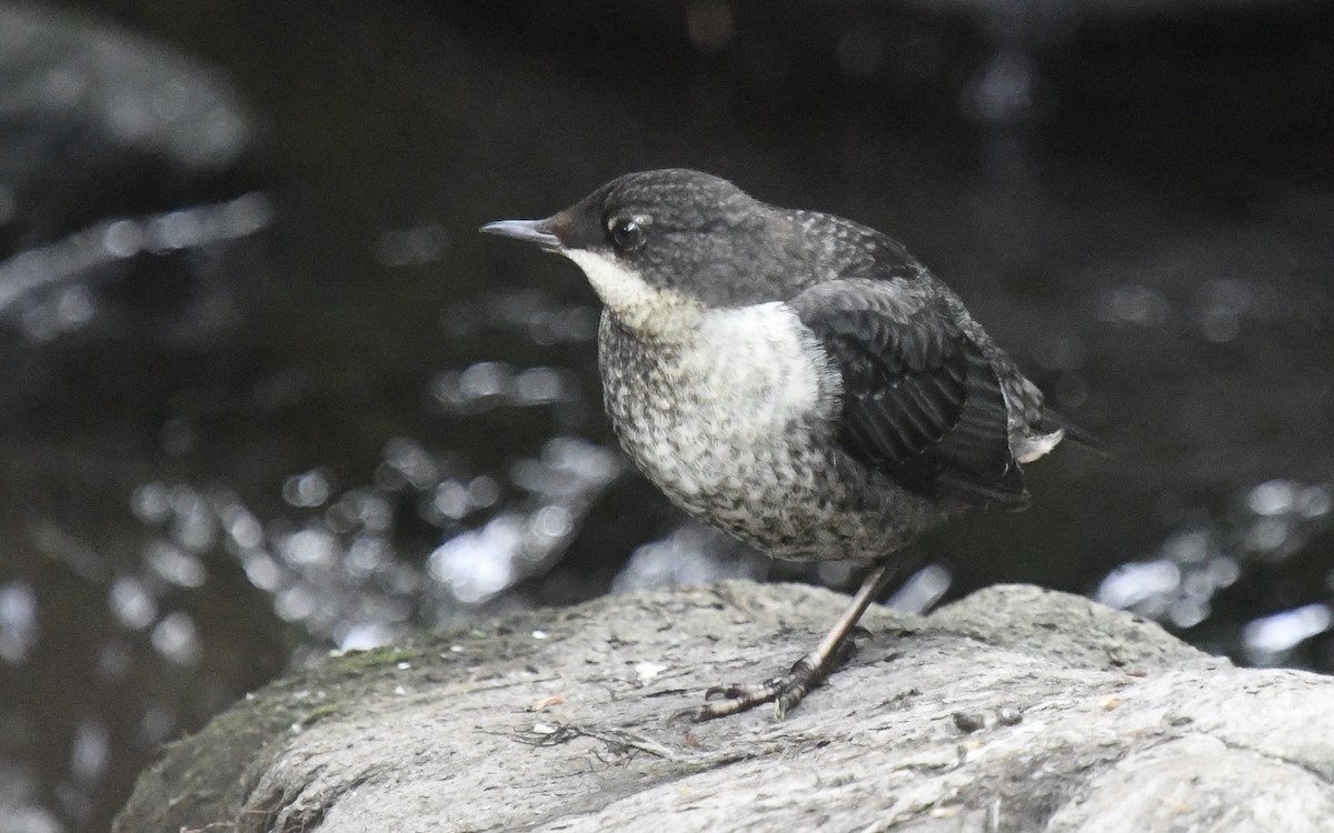 White-throated Dipper - eric masterson